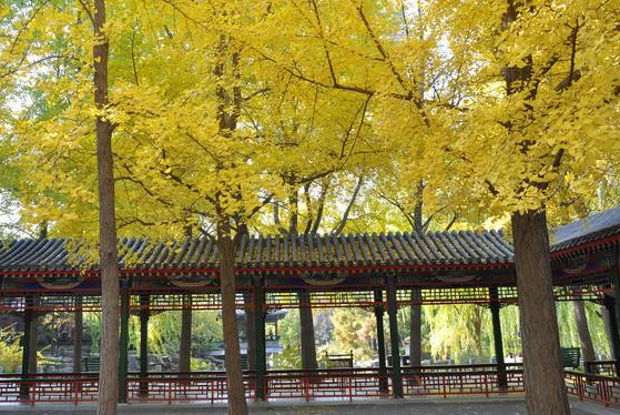 銀杏樹為什么那么珍貴？